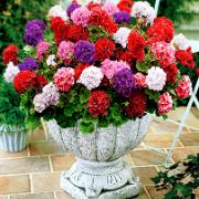 Kombinationserbjudande:
Storblommande Pelargonior i 6 sorter