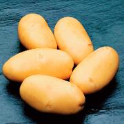 Potatis 'Caesar'