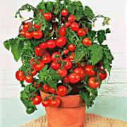 Tomatplanta 'Red Bell'