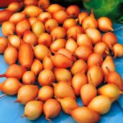 Sättlök 'Corrado' F1 Hybrid