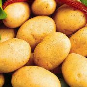 Potatis 'Eerstelingen'