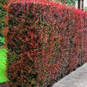 Röd häckberberis 'Atropurpurea'