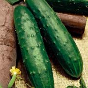 Slanggurka 'Dasher F:1 hybrid'