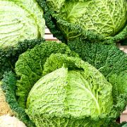 Savoykål 'Melissa' F:1 hybrid