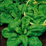 Spenat 'Symphony' F:1 Hybrid