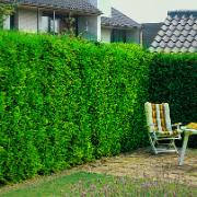 Leylandcypress '2001'