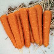 Vintermorötter 'Major F:1 hybrid'