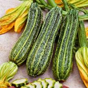 Courgette 'Nimba F:1 hybrid'