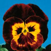 Jätteviol 'Joker Mahogany Gold'