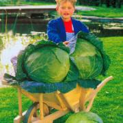 Vitkål 'Krautkaiser' F:1 hybrid