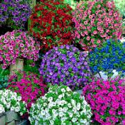 Petunia Wave® 'Fortunia Salmon'