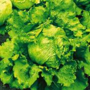 Isbertssallat 'Lorquinas RZ'