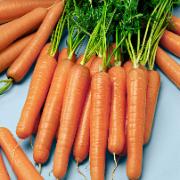 Fröband med sommarmorötter 'Nantes'