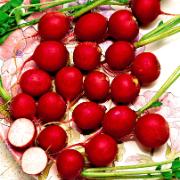 Fröband med rädisor 'Saxa'