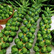 Brysselkål 'Topline F:1 hybrid'