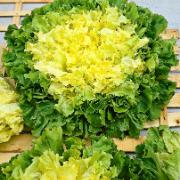 Friséesallad 'Géante Maraîchère Avance'