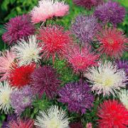 Sommaraster 'Unicum' Mix