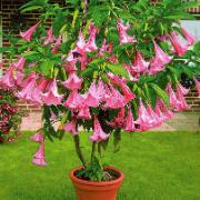 Änglatrumpet enkel Rosa