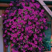 Petunia 'Fortunia' Rosa