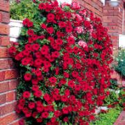 Petunia Wave® 'Fortunia Red'