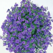 Petunia Wave® 'Fortunia Blue'