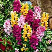 Lejongap F:1 'Twincolor' Mix