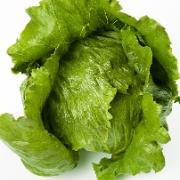 Isbergssallat 'Morinas RZ'