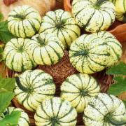 Courgette Vintersquash 'Sweet Dumpling'