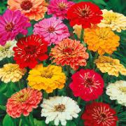 Dahliablommande Zinnia Mix