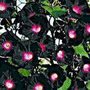 Ipomoea 'Knowlians Black'
