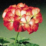 Storblommande Pelargonior 'Sprinter' (röd/vit)