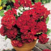 Storblommande Pelargonior 'Mustang' (röd)