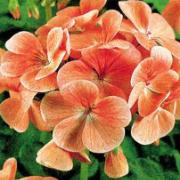 Storblommande Pelargonior 'Cherie' (orange)