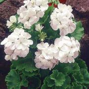 Storblommande Pelargonior 'Apollo' (vit)