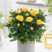 Krukros Parade® 'Apollo'