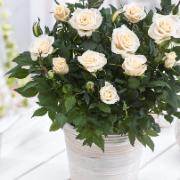 Krukros Parade® 'Freja'