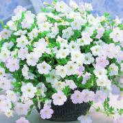 Petunia Wave® 'Fortunia White'