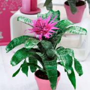 Blomsterananas Nature's Pride®