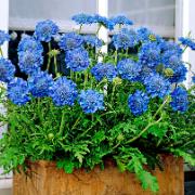 Dubbelblommig japansk vädd 'Blue Diamonds'