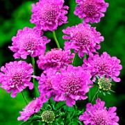 Dubbel Japansk Vädd 'Pink Diamonds'