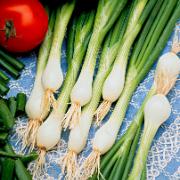 Fröband med vårlök 'White Lisbon'