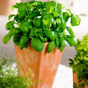 Fröskivor med Basilika