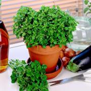 Fröskivor med Oregano