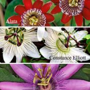 Kollektion med passionsblommor