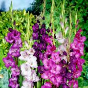 Gladioler 'Flag' Mix