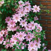 Klematis 'Nelly Moser'