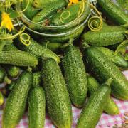 Inläggningsgurka 'Hokus'