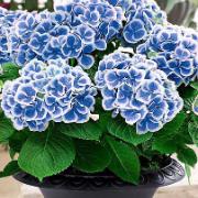 Tvåfärgad terrasshortensia 'Bavaria'