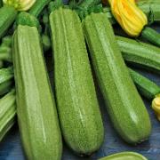 Courgette 'Long White Bush'