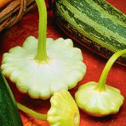 Courgette 'Summer Satellite F:1 hybrid'